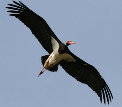 Black Stork.jpg