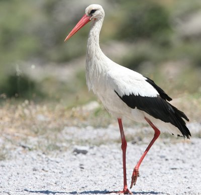 White Stork.jpg