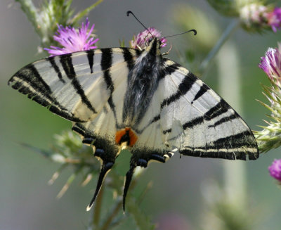 Scarce Swallowtail.jpg