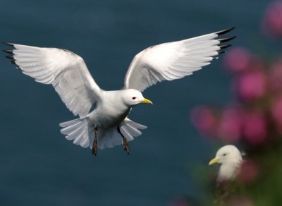 kittiwake.(black legged)