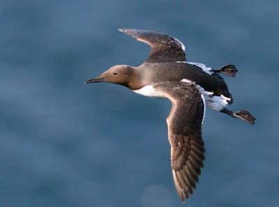 Guillemot