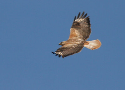 Long-Legged Buzzard.jpg