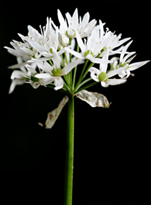 Wild Garlic