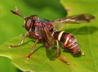 Canops quadrifasciatus