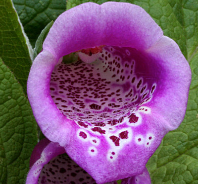 Foxglove.jpg