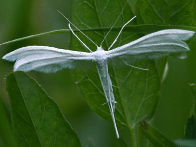 white plume moth.jpg