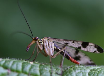 Scorpion fly sp.