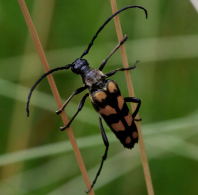 Longhorn Beetle.( Strangalia quadrifasciata)