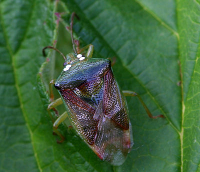Green Birch Shieldbug.