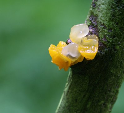 Tremella mesenterica.( Yellow brain fungus )