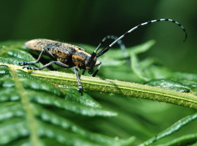 Longhorn Beetle.Agapanthia villosoviridescens .jpg