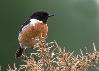 Stonechat.jpg