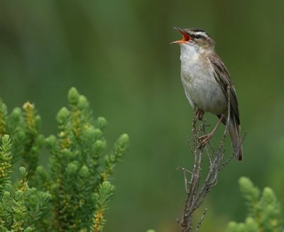 Sedge Warbler.