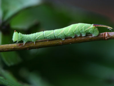 Caterpillar at 2wks