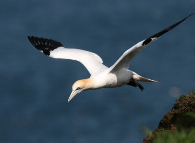 Northern Gannet.jpg