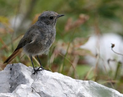 Black Redstart