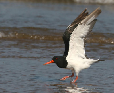 Oystercatcher.