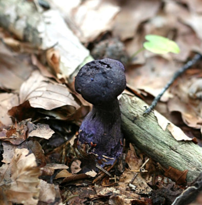 Cortinarius violaceus