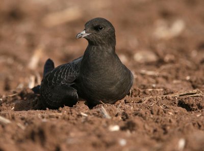 Long Tailed Skua