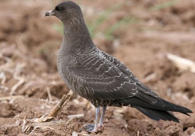 Long-Tailed Skua