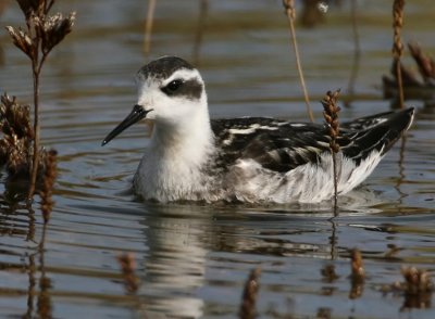 RED-NECKED PHALAROPE