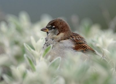 House Sparrow