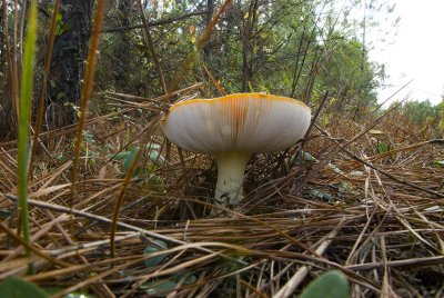 061201-mushroom-003.jpg
