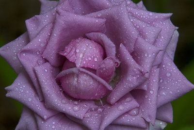 Rain Soaked Rose