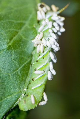 Tomato horn worm with Braconid Wasp eggs