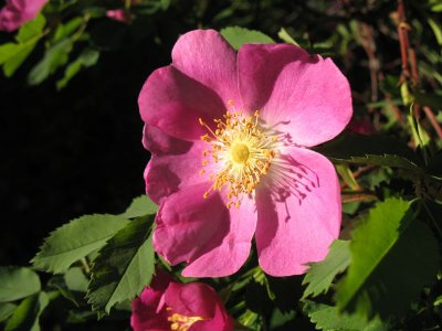 There were many wild roses at Fields Spring State Park.