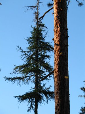 The last daylight in the trees at Fields Spring State Park.