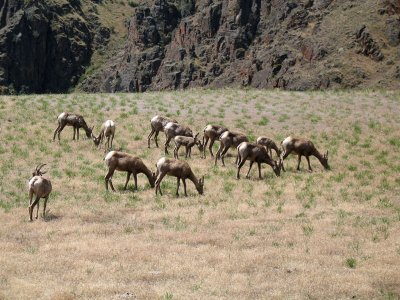 Mountain Sheep along the Dug Bar road.