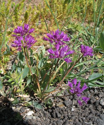 Flowers at McGraw lookout.