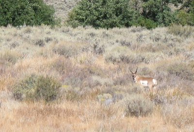 We'll have to go back with very long camera lenses to get better photos of the antelope