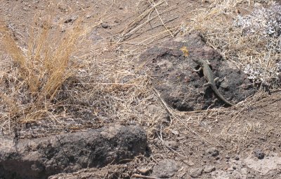 Local wildlife