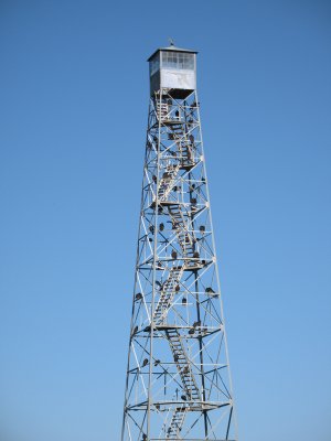 Vultures on a tower
