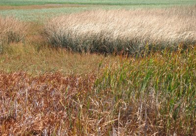 Malheur Refuge