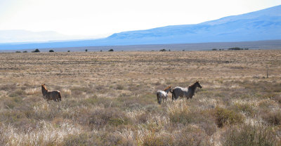 There were also wild horses on the refuge as well