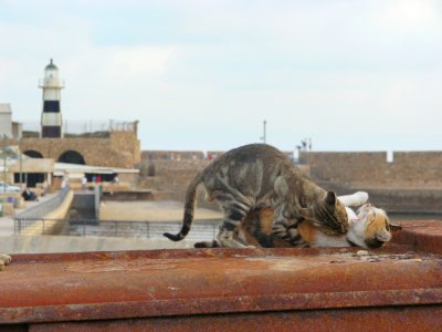 Cats on a Hot Tin Roof