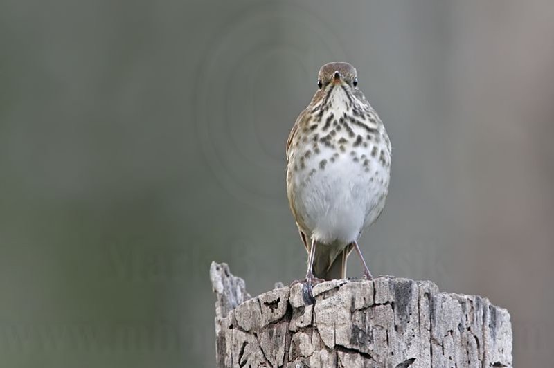 _MG_5440 Hermit Thrush.jpg