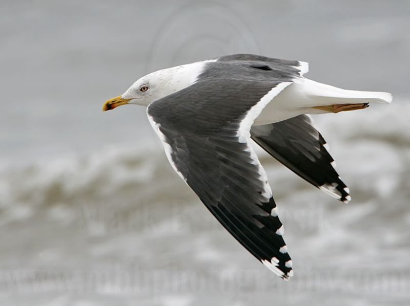 _MG_7295 Lesser Black-backed Gull.jpg