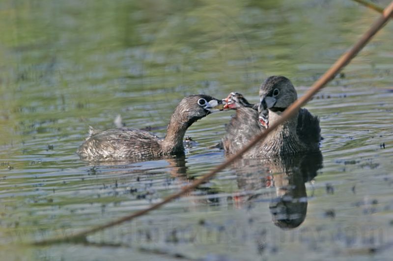 _MG_9420 Pied-billed Grebe.jpg