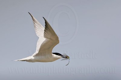 Gull-billed Tern: Food