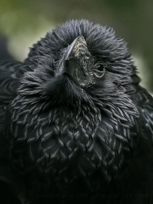 _MG_3687 Groove-billed Ani .jpg