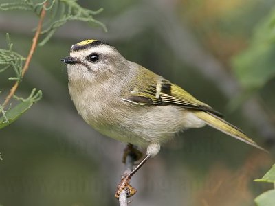 _MG_4636 Golden-crowned Kinglet.jpg