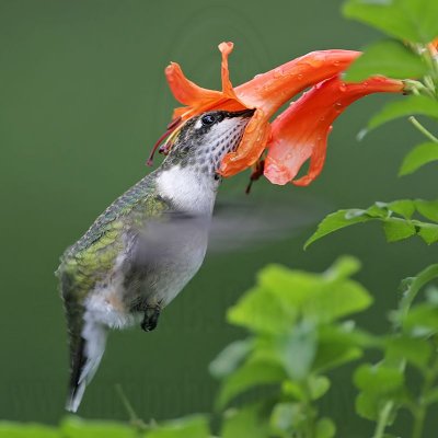 _MG_5909 Ruby-throated Hummingbird.jpg
