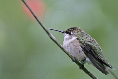 _MG_6062 Ruby-throated Hummingbird.jpg