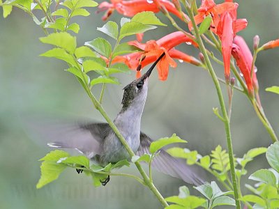 _MG_6083 Ruby-throated Hummingbird.jpg