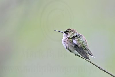 _MG_6142 Ruby-throated Hummingbird.jpg