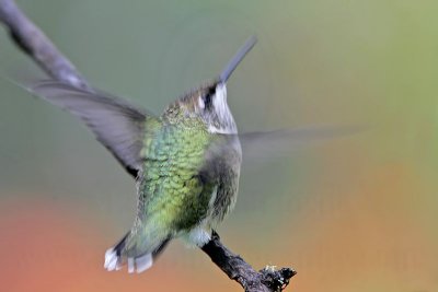 _MG_6267 Ruby-throated Hummingbird.jpg